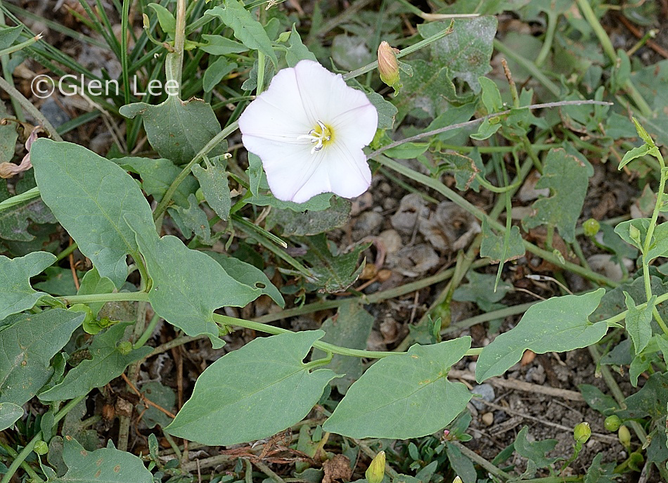 convolvulus-arvensis-photos-saskatchewan-wildflowers